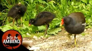 Feeding Ducks in the Morning - Moorhen Chicks, Baby Coots, Mallards - Nature Relaxation Video