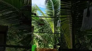 chim cu gáy liều mình về Chiến đấu Với chiến binh malaisia