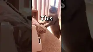 What was this CAT Doing 🤣 | Wholesome Animals