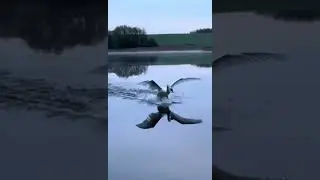 Посадка лебедя 🦢 на воду 🌊