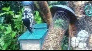 Woodpecker Bird On Autumn Sunday Visit To My Cottage Garden Scone Perth Perthshire Scotland