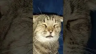 #рекомендации #cat #реки #catlover #music
