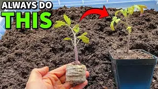 The EASY Way To Up Pot Transplants And Separate Seedlings
