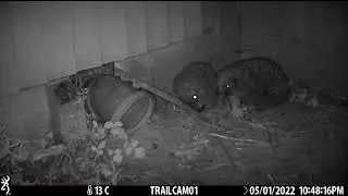 Footage of one night's activity at the hedgehog highway