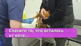 Не вся помощь оказана коту Морису. Далеко не вся...