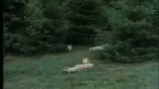 The Pig Picture Part 2