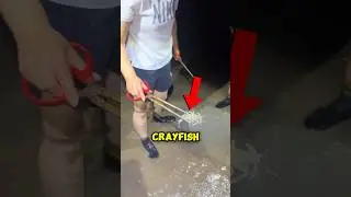 Unique Way to Catch Fish🤯
