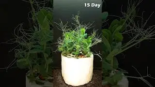 Growing peas on TOILET PAPER - time lapse 