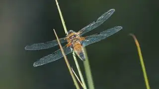 Natuur in de baronie van Breda