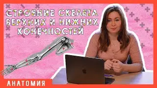АНАТОМИЯ ЧЕЛОВЕКА. Cкелет верхних и нижних конечностей.