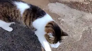 в мире животных 8