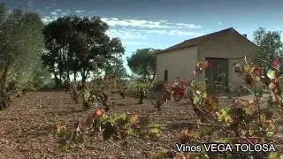 Bodegas Vega Tolosa, Vino de La Manchuela