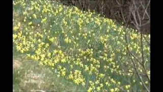Wild Narcissus.avi