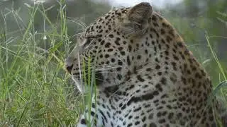 Majestic and beautiful Leopard!