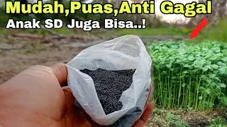 menabur bayam hasil merata  #bayam