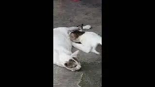 Making out cats.... sex scene of cats....