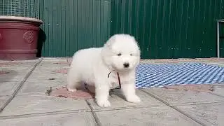 Самоеды щенки. Питомник 