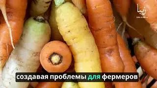 Сила опылителей: Исследование жизненно важной роли пчел, бабочек и колибри