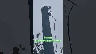 Дятел электрик😁🤷