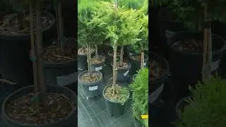 Скоро выйдет видео как мы сделали из кипарисовик Лиланд голд райдер шарик на штамбе #сад #дача