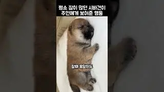 "그 자세로 잔다고?.." 잠이 쏟아지자 새끼 시바견이 보여준 행동