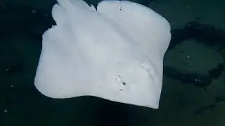 01 Белый скат