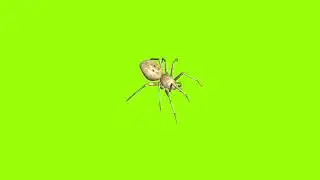 Sneak spider green screen।cartoon green screen। spider green screen। green screen। ostad animation