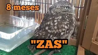 ZAS, ❤minibúho❤