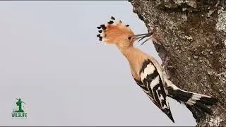 Hoopoe bird nest, by Arian Mavriqi (Wildlife), Kosovo.