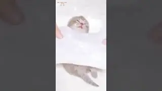 Anak kucing comel mahu tidur💕 #short #@nor.cats