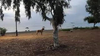 На пляж приехал дальнобой)))