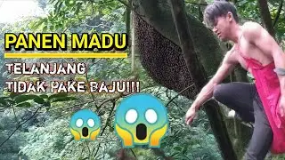 panen madu||telanjang tidak pake baju