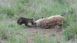 Cute Hyena Pups