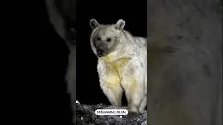 AYI BU HAREKETİ YAPIYORSA DİKKAT EDİN! 