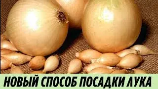 ЛУК СЕВОК теперь в прошлом НОВЫЙ СПОСОБ посадки лука чтобы получить КРУПНЫЕ луковицы Дачные хитрости