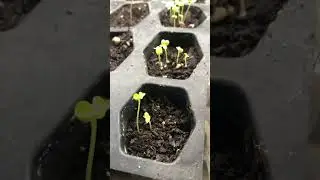 TATSOI Sprouts #seedstarting #gardening #zone8b