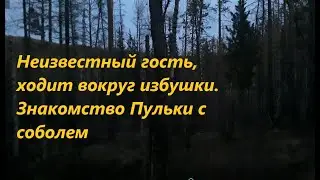 Неизвестный гость, ходит вокруг избушки. Соболь 