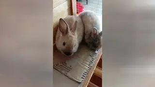 What are they up to... #bunny #bunnies #netherlanddwarfbunny🐇🐇🐰🐰
