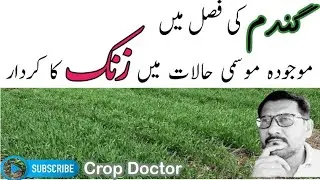 Role of Zinc in Wheat Crop