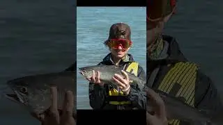 Wildlife & Scenic Views of Alaska - Moose, Bear, Salmon