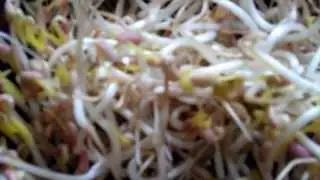 Grow Your Own : How to grow Beansprouts. The easy, low cost way.