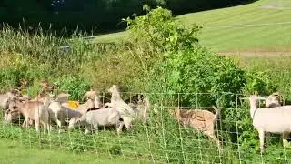 Goats Tackling Vegetation at the Golf Course | Precision Grazing in Action