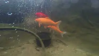 Koi Pond Submerged II