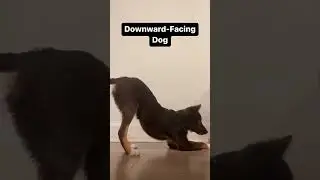 Dog yoga #puppy #yoga #dogyoga