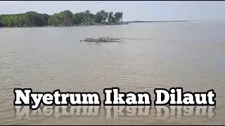 Setrum Ikan Khusus Laut/Muara