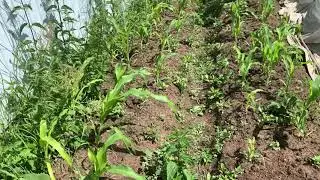 Высаживаем кукурузу