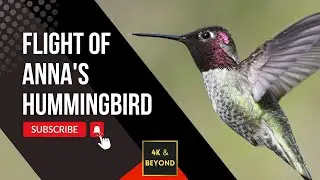 🦜 HUMMINGBIRDS BREATHTAKING AERIAL BALLET, 4K UHD, Dancing with Korsakov's Flight of the Bumble Bee