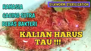 THE SECRET OF SILK WORM CLEAN FROM BACTERIA!! 1000% SAFE AND ENVIRONMENT FRIENDLY
