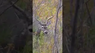 Trying to find a window… FULL VIDEO on our Channel. 