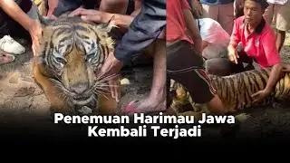 Pemenuman Harimau Jawa Kembali Terjadi